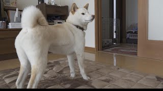 朝ご飯を食べたいとせかす柴犬がとった行動が行儀良すぎてエライｗｗ