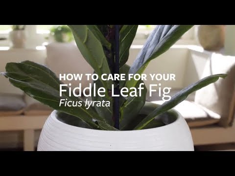 Vidéo: Les figues à feuilles de violon peuvent-elles être dehors ?