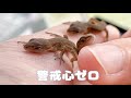 カナヘビを卵から育てるとこうなります