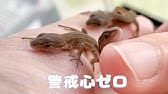 人馴れしすぎたカナヘビのいろちゃん Youtube