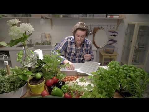 Video: Geraniums kweken: 12 stappen (met afbeeldingen)