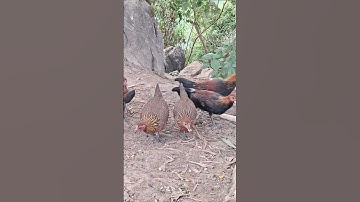 gà rừng mái nuôi con siêu đẹp.poj qaib qus zoo