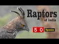 50 Raptors of India - Top Birds of Prey - Documentary on birds