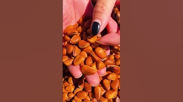New pine nuts Large pine nuts #shorts #pinenuts #trending #viralvideo #youtubeshorts