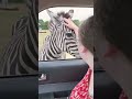 Petting A Zebra
