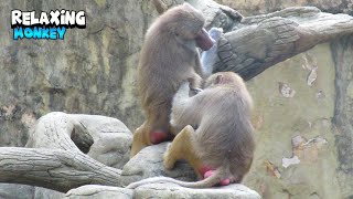 Wonderful Monkey Couple - Part Ii