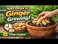How to Grow Ginger at Home in Pots | Grow Ginger From Store Bought Ginger #ginger #viral #timelapse