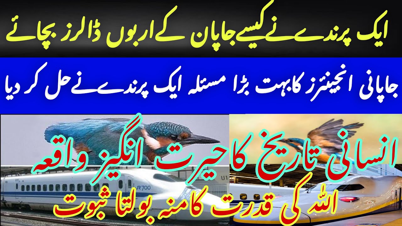 Amazing Train Design by Japanese Engineers on design of King Fisher ...