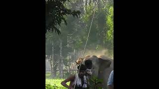 🐘 elephants shocking attack man #aesthetic#wildlife#elephant#wildpredator#animals#nature#viralvideo