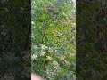 вкуснейшая ягода на трассе