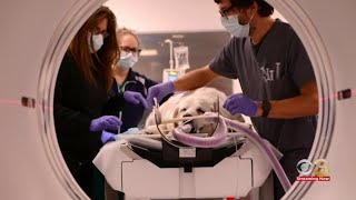 Dogs with cancer receive new radiation therapy at Penn Vet