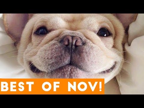 Funniest Pet Reactions & Bloopers of November 2017 | Funny Pet Videos