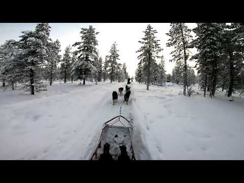 Video: Mitä Talvella On Hauskaa: Koiravaljakkoajelu