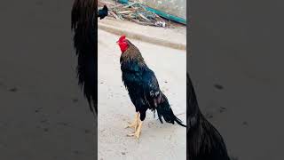 aseel lover beautiful aseel murga