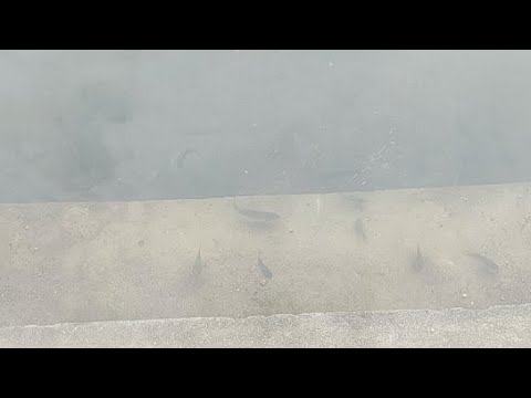 Fish Playing In