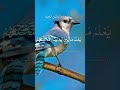 Ayatul kursi Quran tilawat subscribe like sheer #duet viral