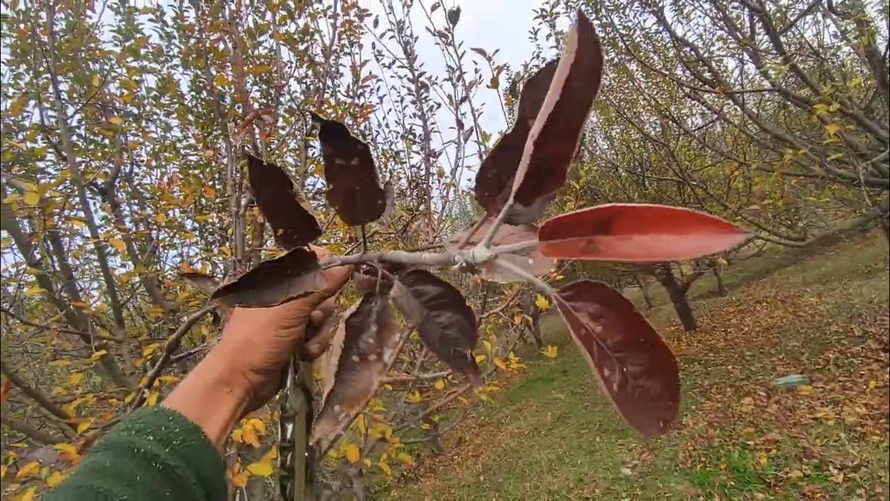 Apple Tree Root Rot Symptoms and How to Treat Root Rot YouTube