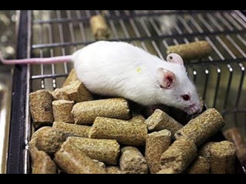 Video tiếng chuột bạch kêu - youtube