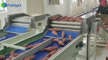 Sweet potato processing line vegetable cleaning drying sorting and packaging machine size grader
