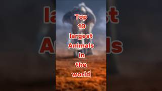 Top 10 Largest Animals in the World Top 10 Largest Animals in the World