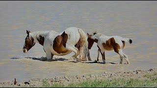 Wild Horses of America S1 Ep 3 McCullough Peaks Horses at the Waterhole in Wyoming by Karen King