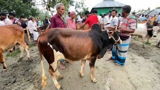 ২০২৬ ঈদকে টার্গেট করে কম দামে গরু কিনুন ইসলামপুর নাপিতারচর গরুর হাট থেকে
