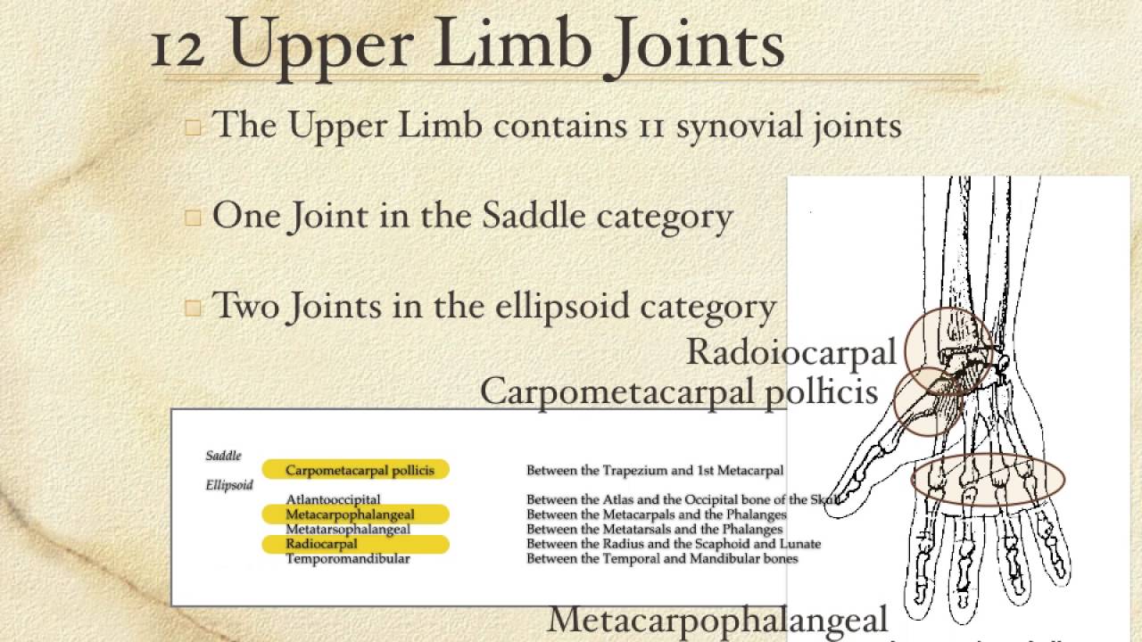 Upper Limb Joints YouTube