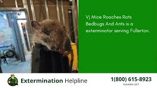 Top 3 Exterminators in Fullerton
