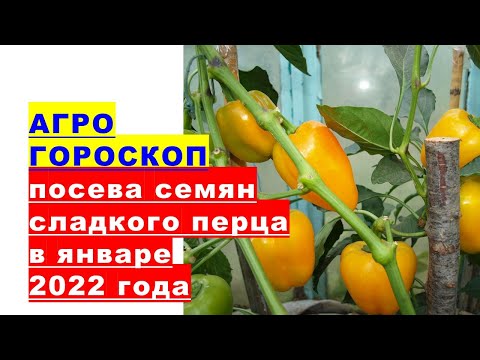 Agrohoroscope of sowing sweet pepper seeds for seedlings in January 2022