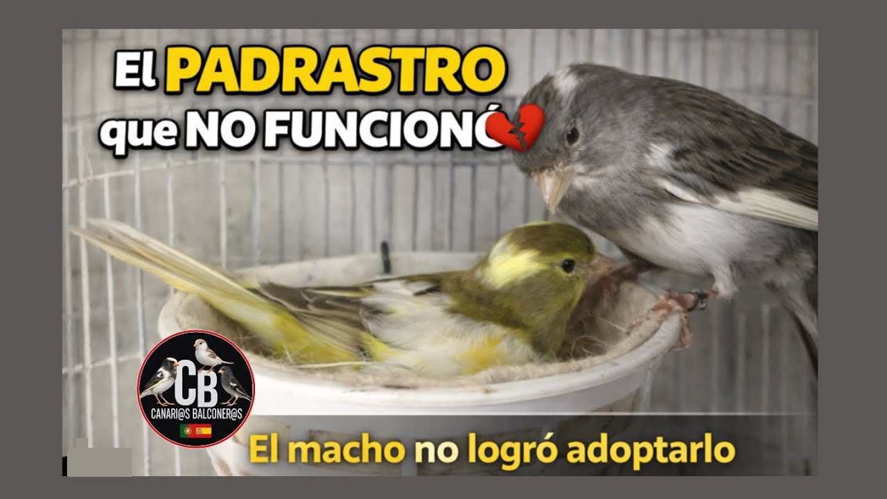 ¿Puede el MACHO cuidar al pollito? Spoiler: NO 😂 TIMBRADO -cria de canarios 2026-BRUNOS-ORO-PLATA