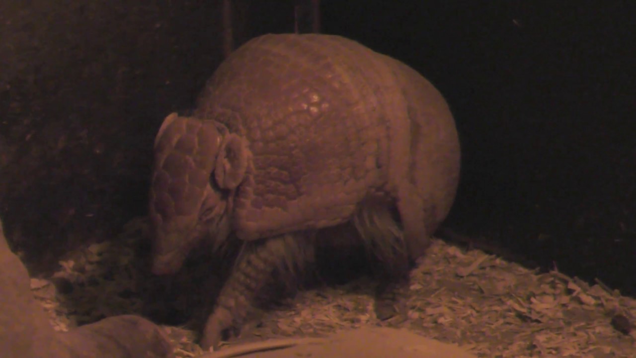 マタコミツオビアルマジロ 埼玉県こども動物自然公園 18年2月3日 Youtube マタコミツオビアルマジロ 埼玉県こども動物自然公園 18年2月3日 Youtube