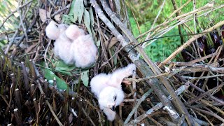 Baby Bird Intentionally Falls Out of Nest When Mother Away (8) – Heavy Wind Attacks Shikra Nest E139