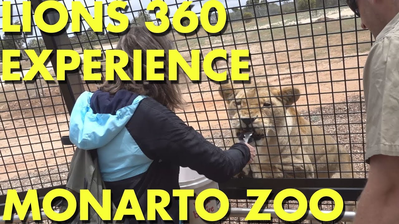 [LIONS] A Visit To LIONS 360 + FEEDING at MONARTO Zoo South Australia