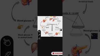 HOMEOSTASIS PHYSIOLOGY (SIMPLIFIED AND DETAILED)