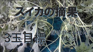 スイカ摘果2022。全体を大きく甘くするためには絶対に必要な摘果。遅くなってもやらないといけないよ