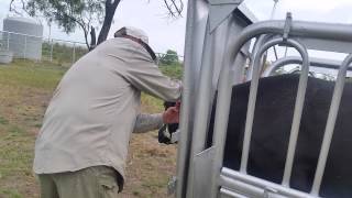My 1st experience with tagging cattle