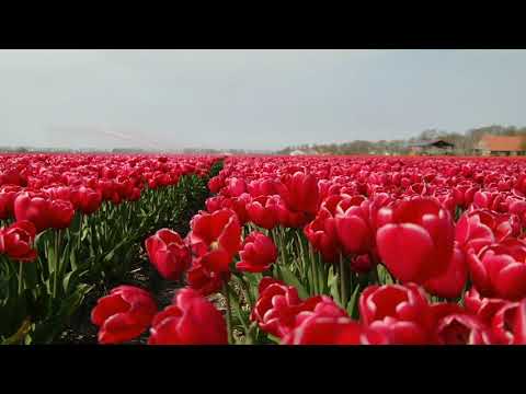 Video: Blomontploffing van Sony Bravia