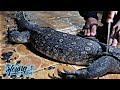 INDONESIAN FOOD MONITOR LIZARD / BIAWAK RASA KOMODO RENDANG PONTIANAK EXTREME FOOD INDONESIA 2#