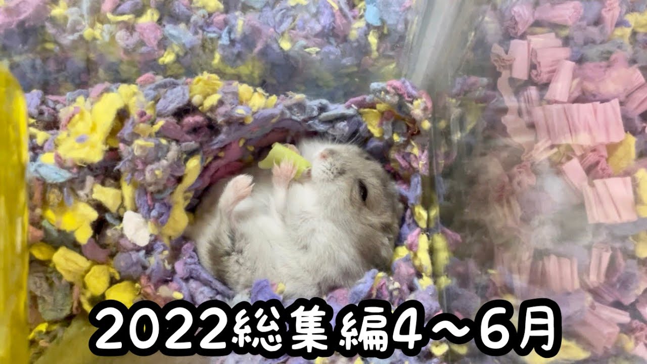ハムスター　4 ハムスターちゃんねる2022年総集編4〜6月 - YouTube