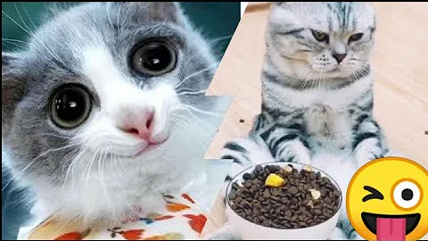 Video 10989261: compilation cats pets animals, cats cute pets compilation, cat compilation funny pet, cats meow cute compilation, cats compilation funny baby, funniest cats