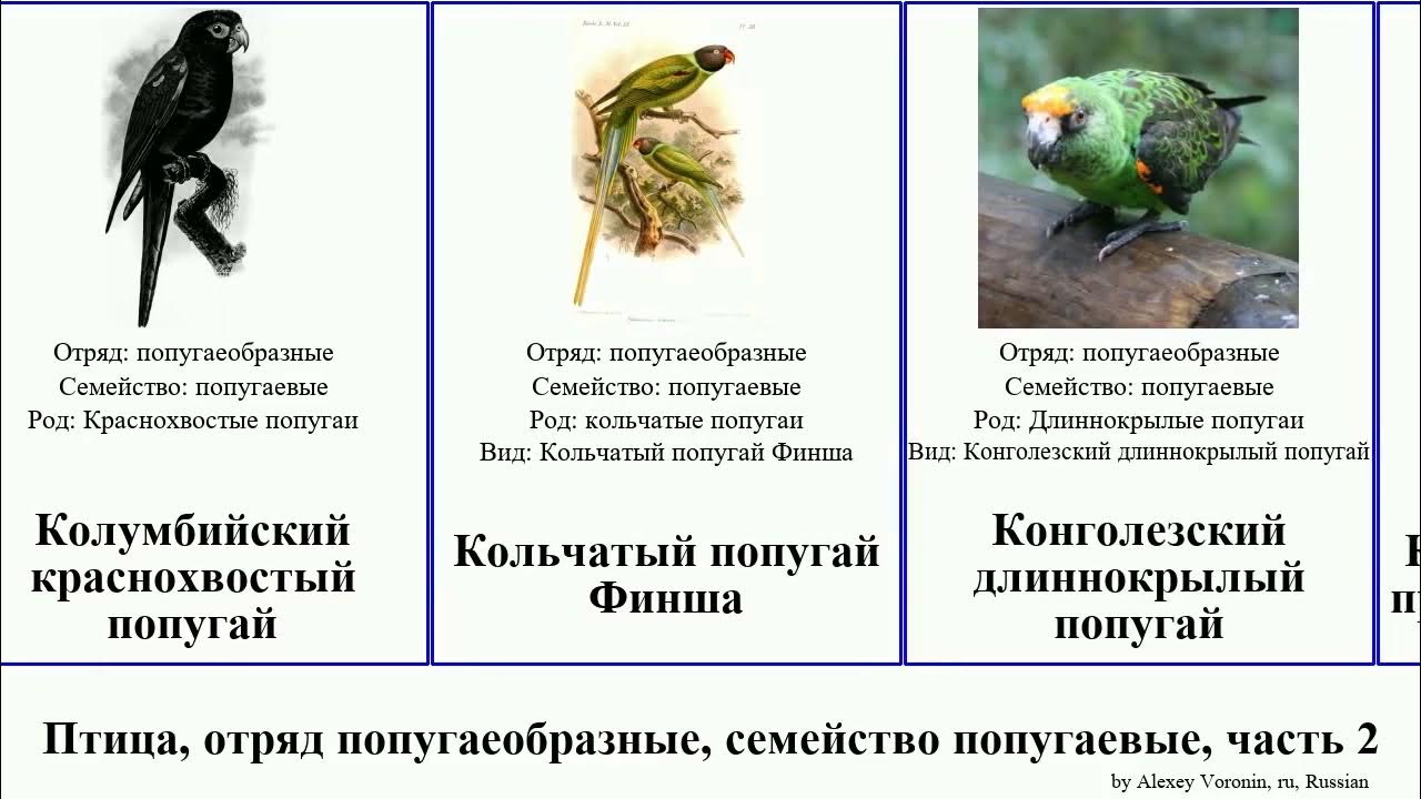 Трусикалар арқылы ит стилі Біреудің презервативке кіргенін қараңыз