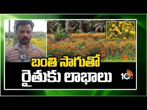 Benefits in Marigold Cultivation | బంతి సాగుతో రైతుకు లాభాలు | 10TV News - 10TVNEWSTELUGU