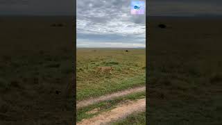 Lions Feast After a Successful Hunt | Raw Safari Moments in Maasai Mara | EA Wildland Tours