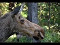 Animaux des montagnes Rocheuses