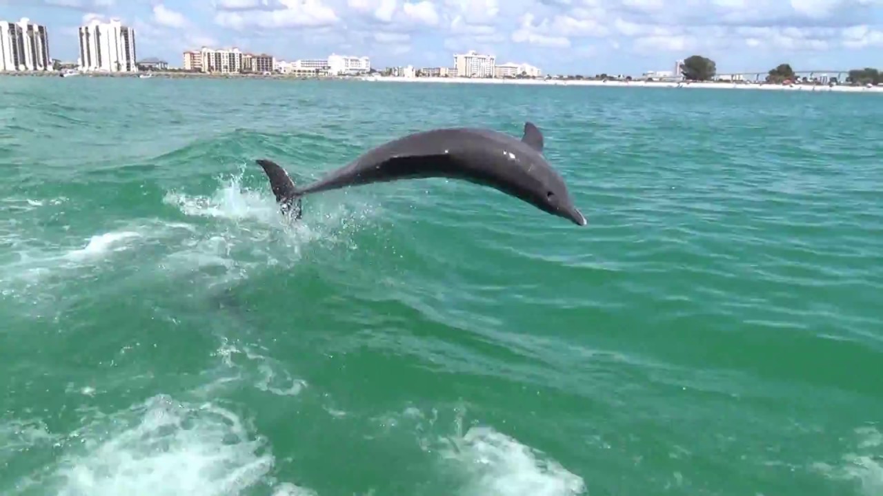 dolphin tours in clearwater beach