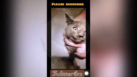 Botfly larvae maggot removed from cat nose| cat rescued 2022