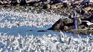 Gulls Gone Wild!