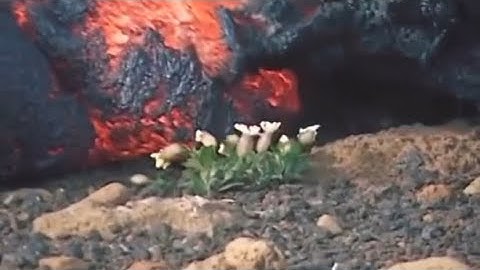 Adrian & ENTITY - Fragile Memories ( Official Music Video )