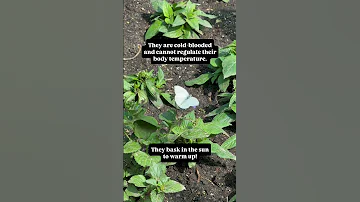 Butterflies Are More Than Just Beautiful Insects 