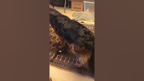 March 2018 Shaping exercise: stepping into a harness